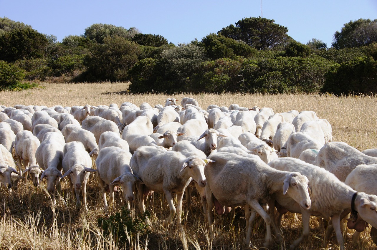 sheep flock of sheep flock free photo