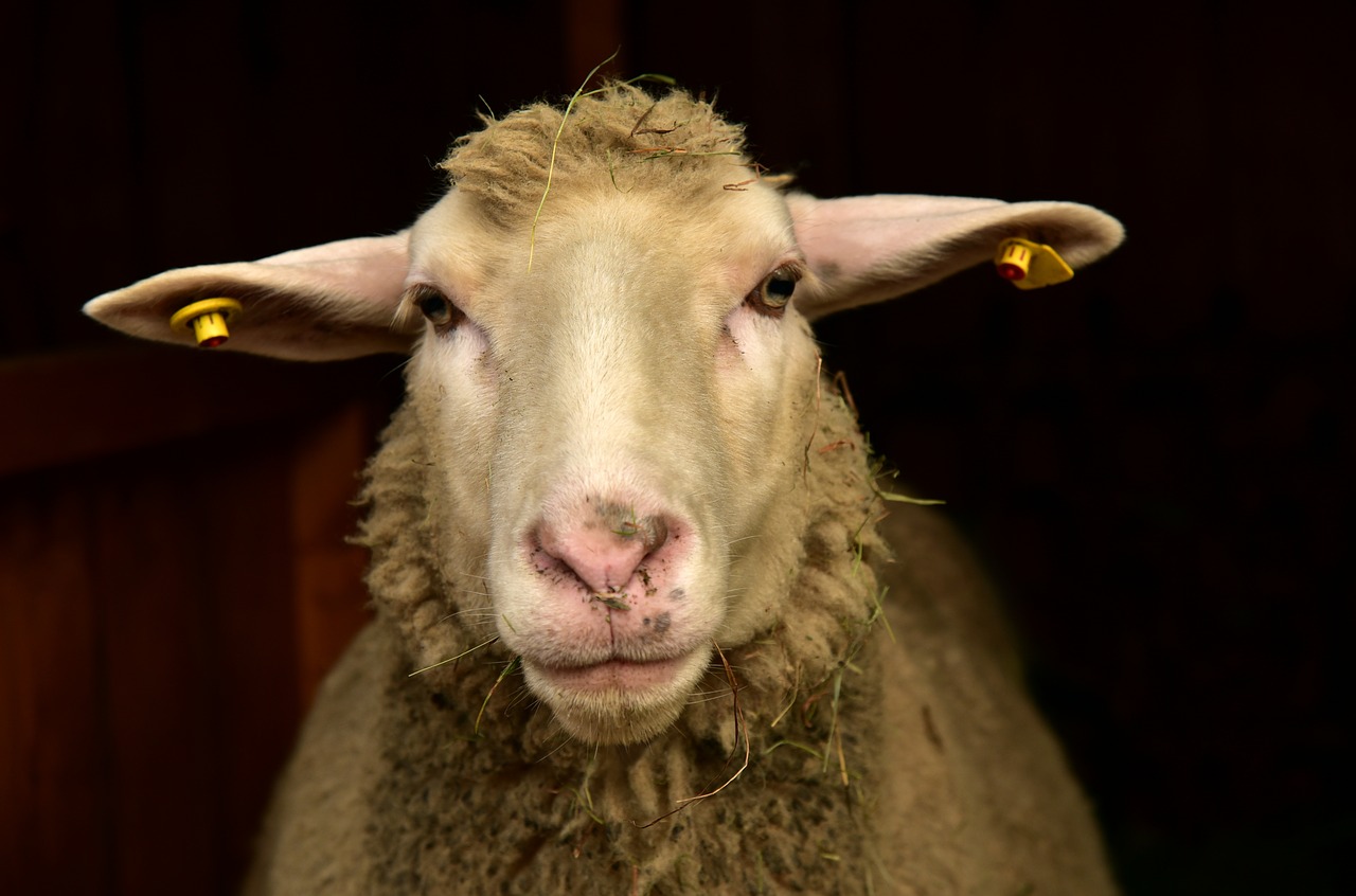 sheep  frontal  portrait free photo