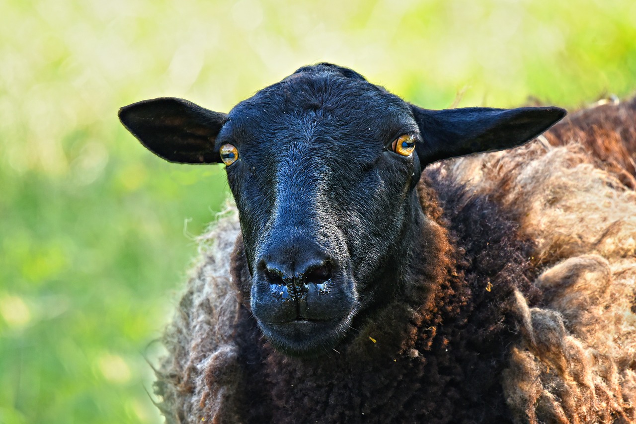 sheep  ewe  animal free photo