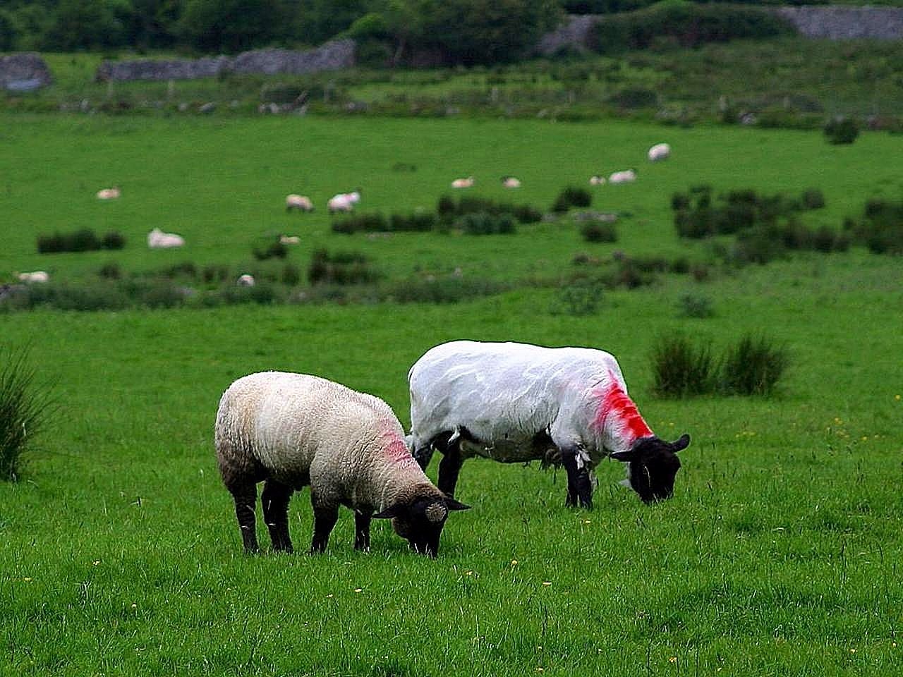 sheep grazing pasture free photo