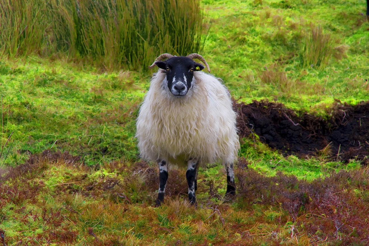 sheep  connemara  ireland free photo