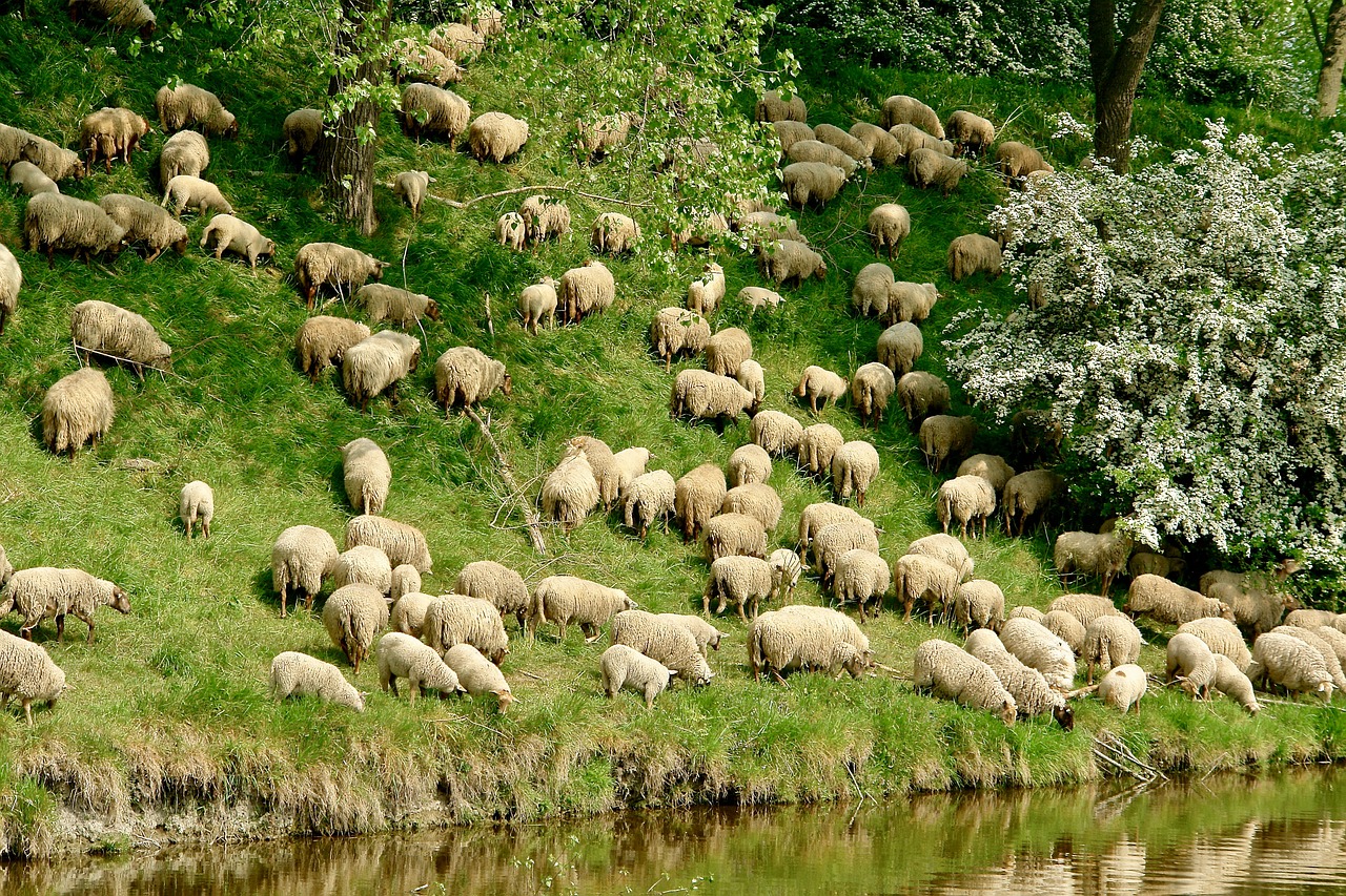 Овцеводство Македонии