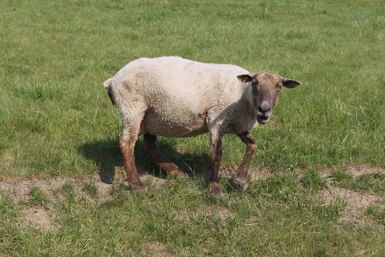 sheep pasture agriculture free photo