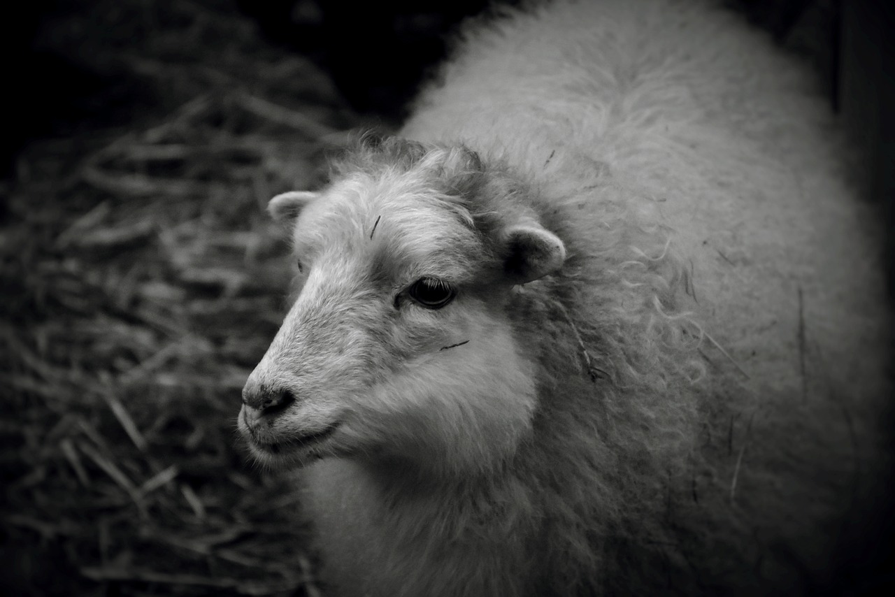 sheep  wool  animal free photo