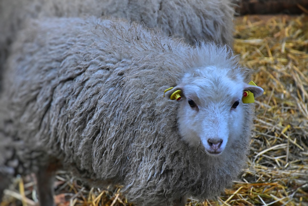 sheep  wool  cattle free photo