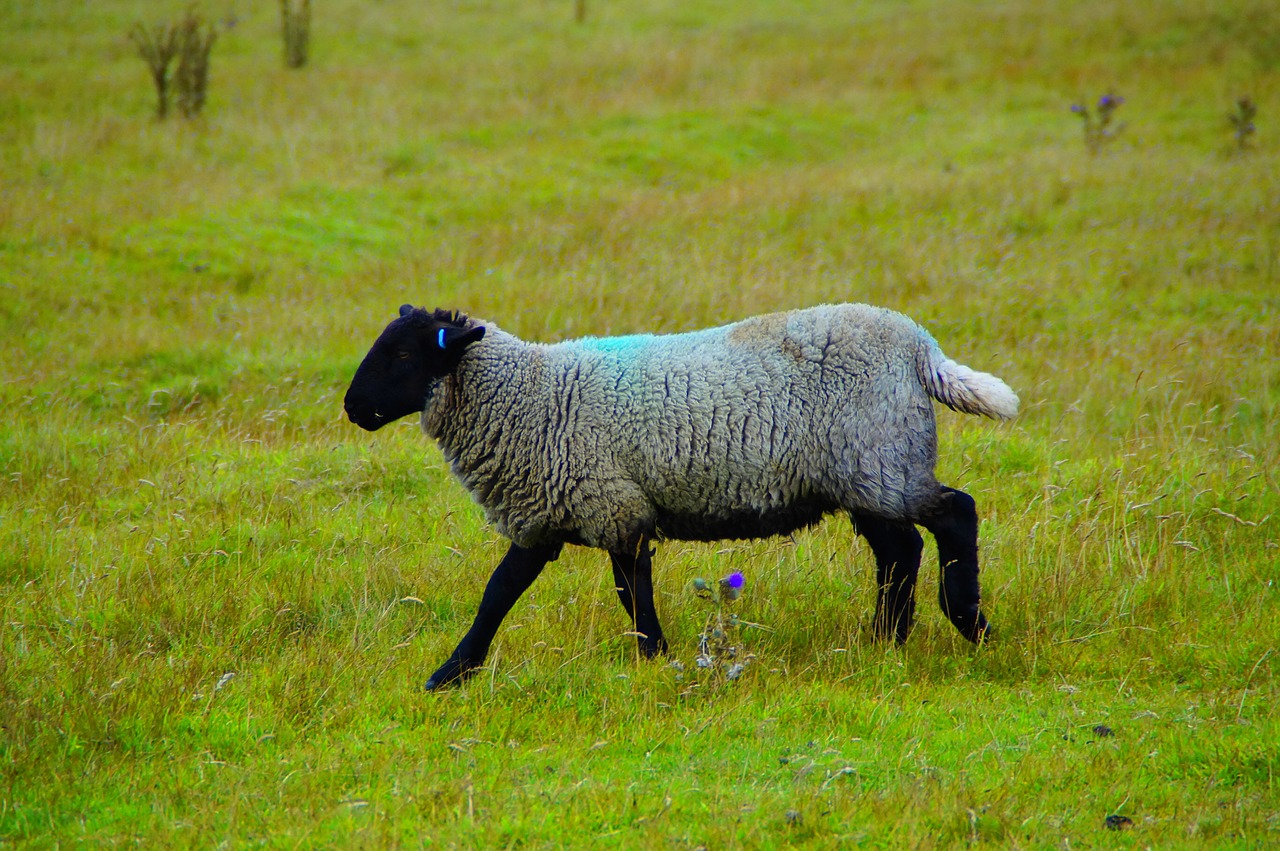 sheep  scotland  nature free photo