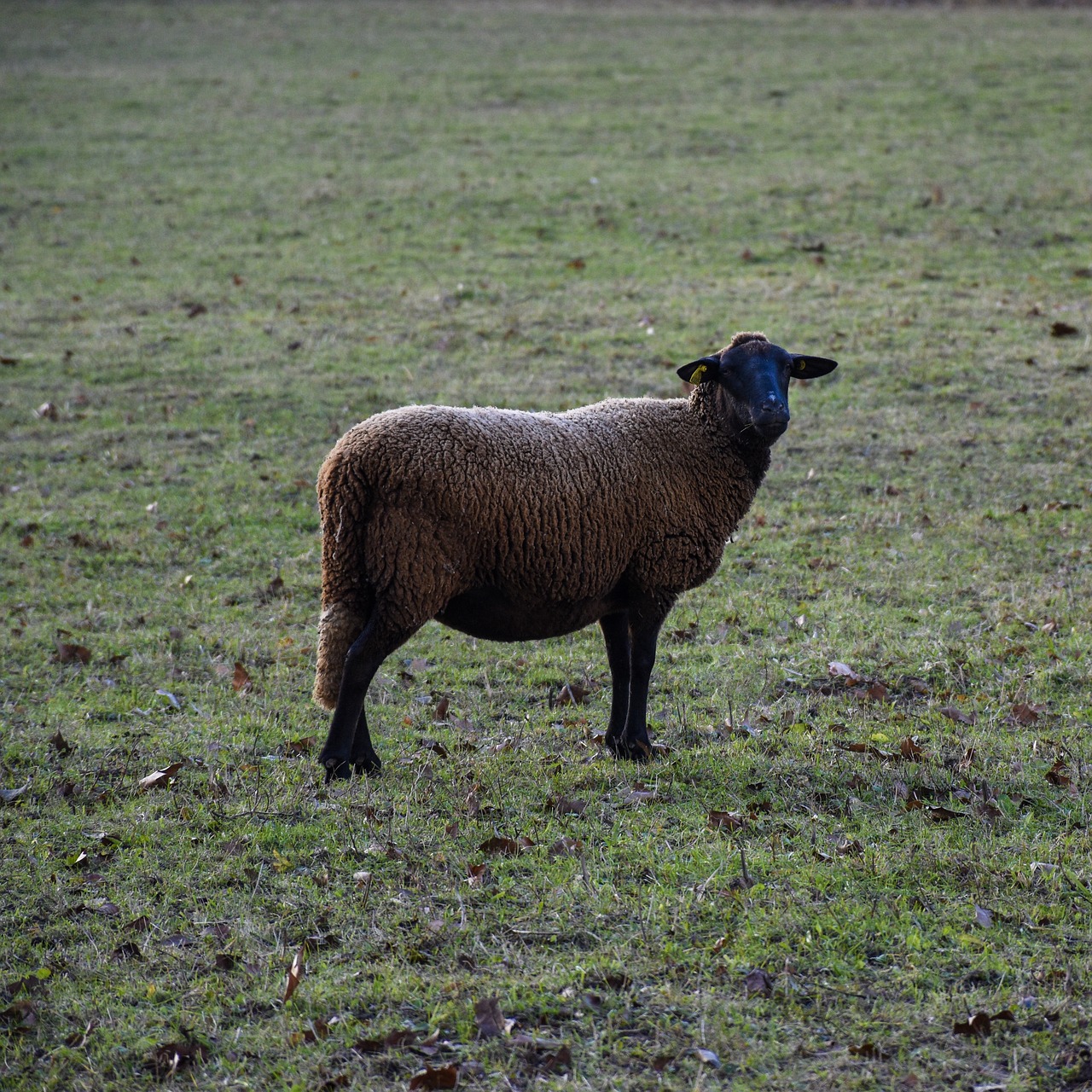 sheep  black  mutton free photo