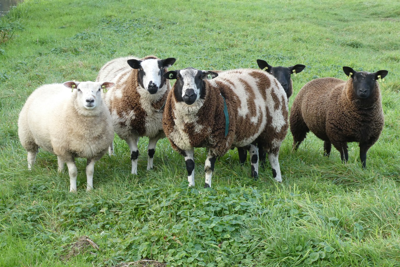 sheep  meadow  wool free photo