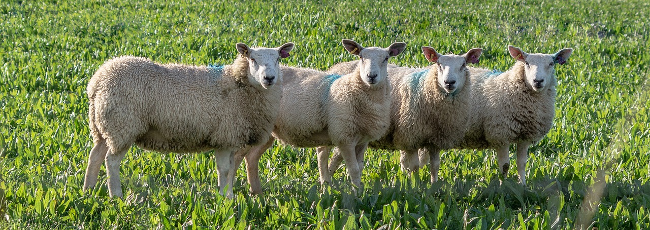 sheep  meadow  animals free photo