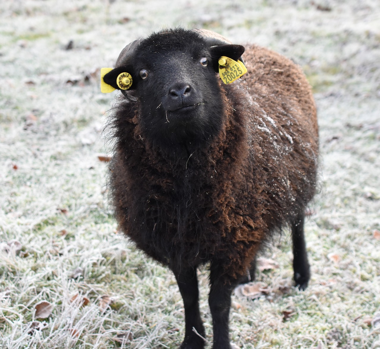 sheep  black  wool free photo