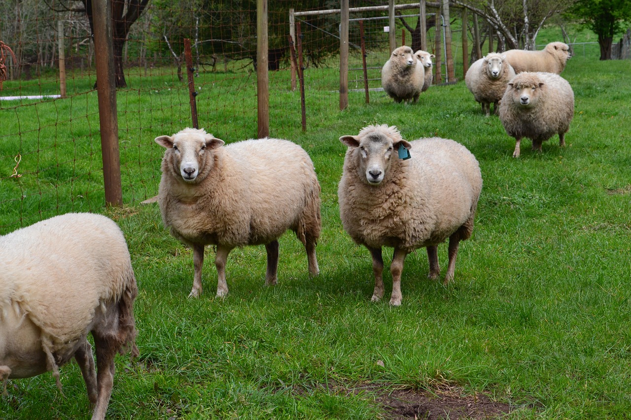 sheep gippsland victoria free photo