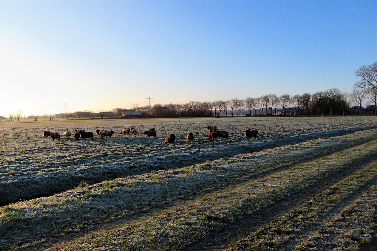 sheep  pasture  winter free photo