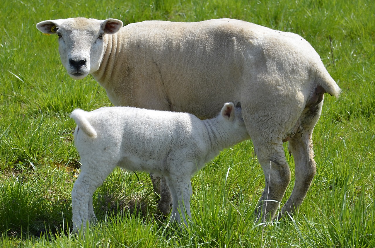 sheep  lamb  breastfeeding free photo