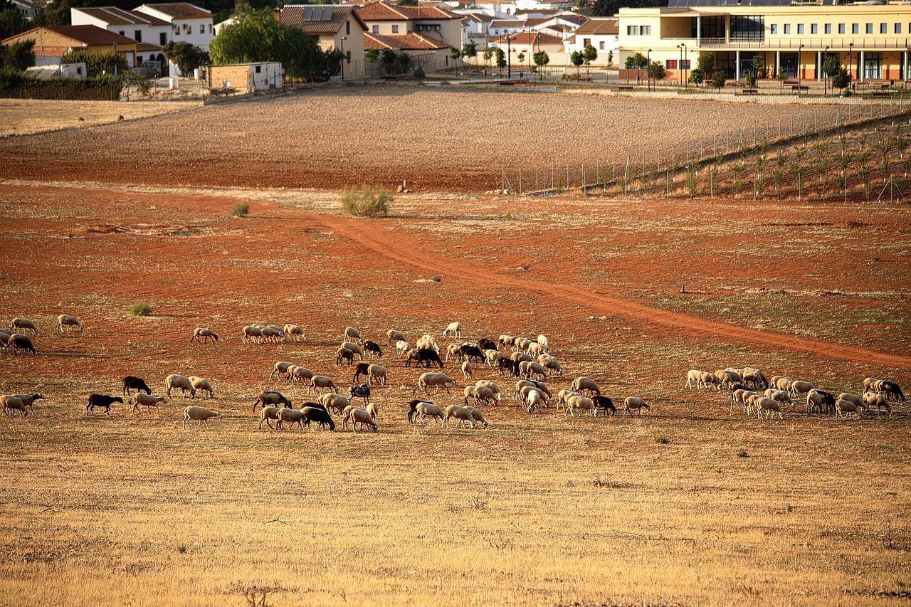 sheep  sheepfold  farm free photo