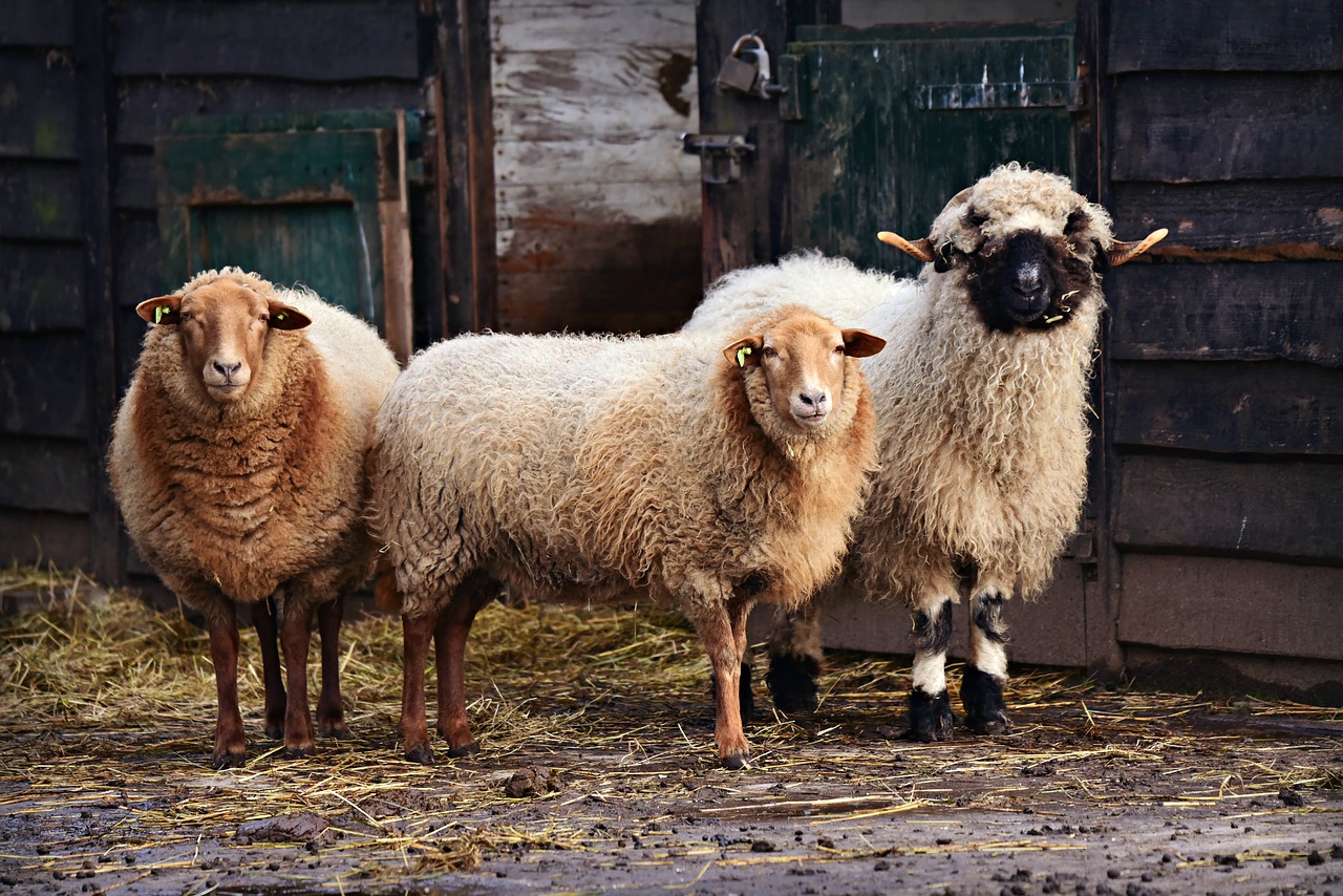 sheep  animal  mammal free photo