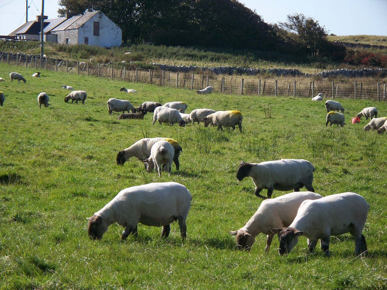 sheep pasture rural free photo