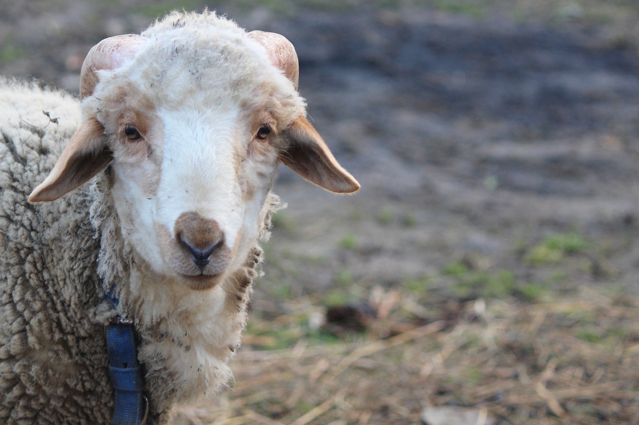 Sheep love. Шерстяные овцы. Милые овечки. Овца милая. Милая Овечка 1080.