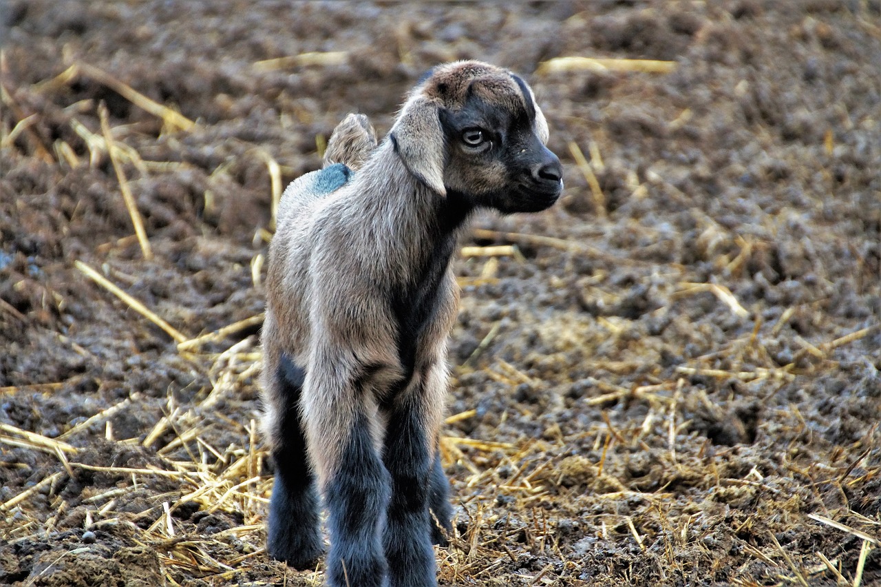 sheep  cameroon  cub free photo