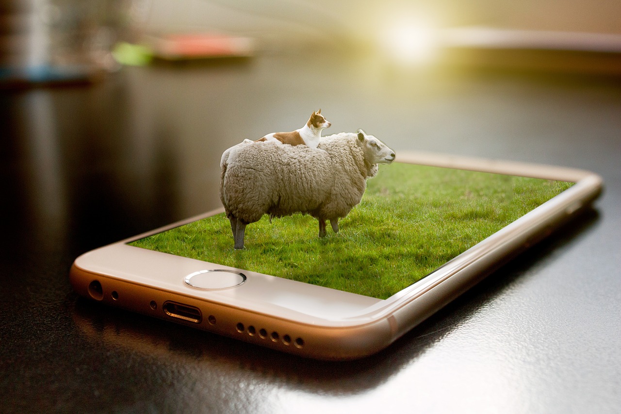 sheep  manipulation  grass free photo