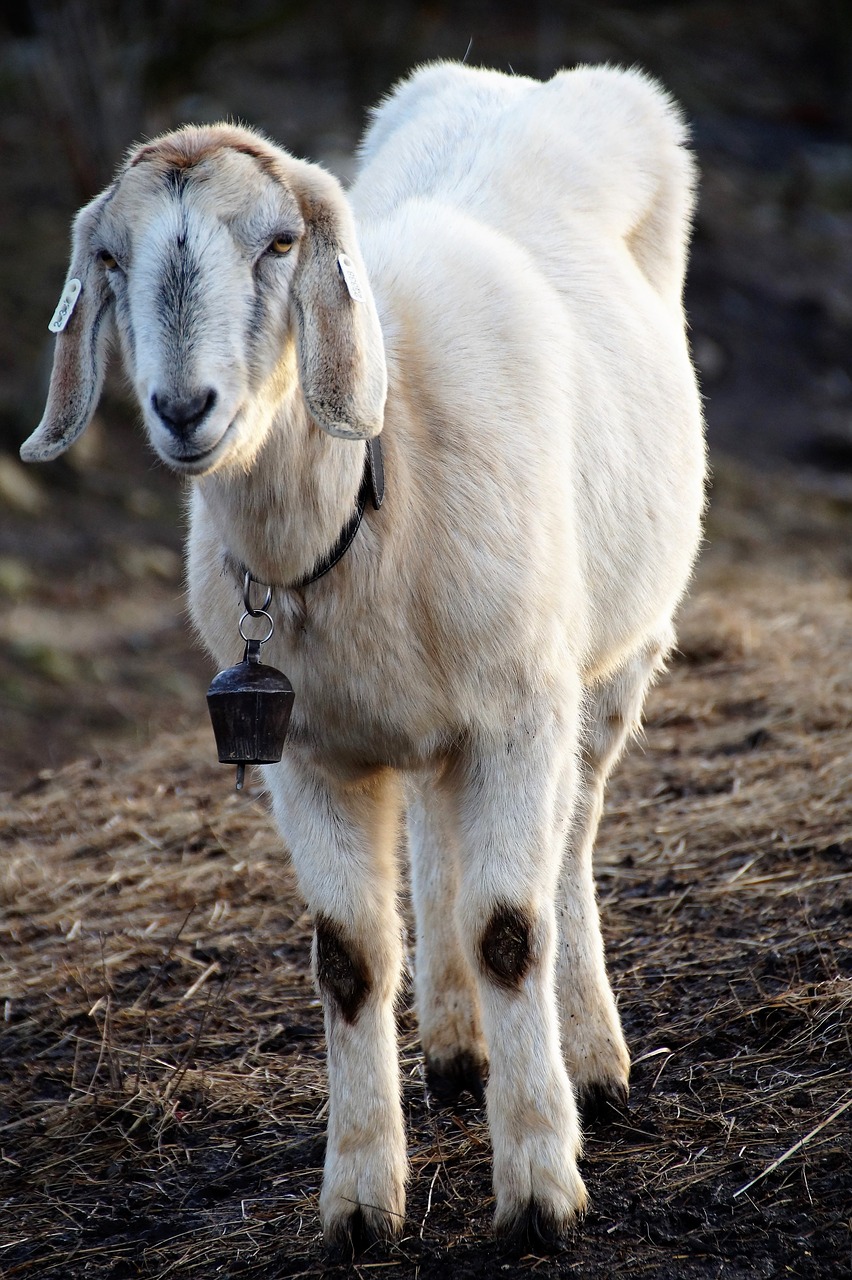 sheep  cameroon  farm free photo