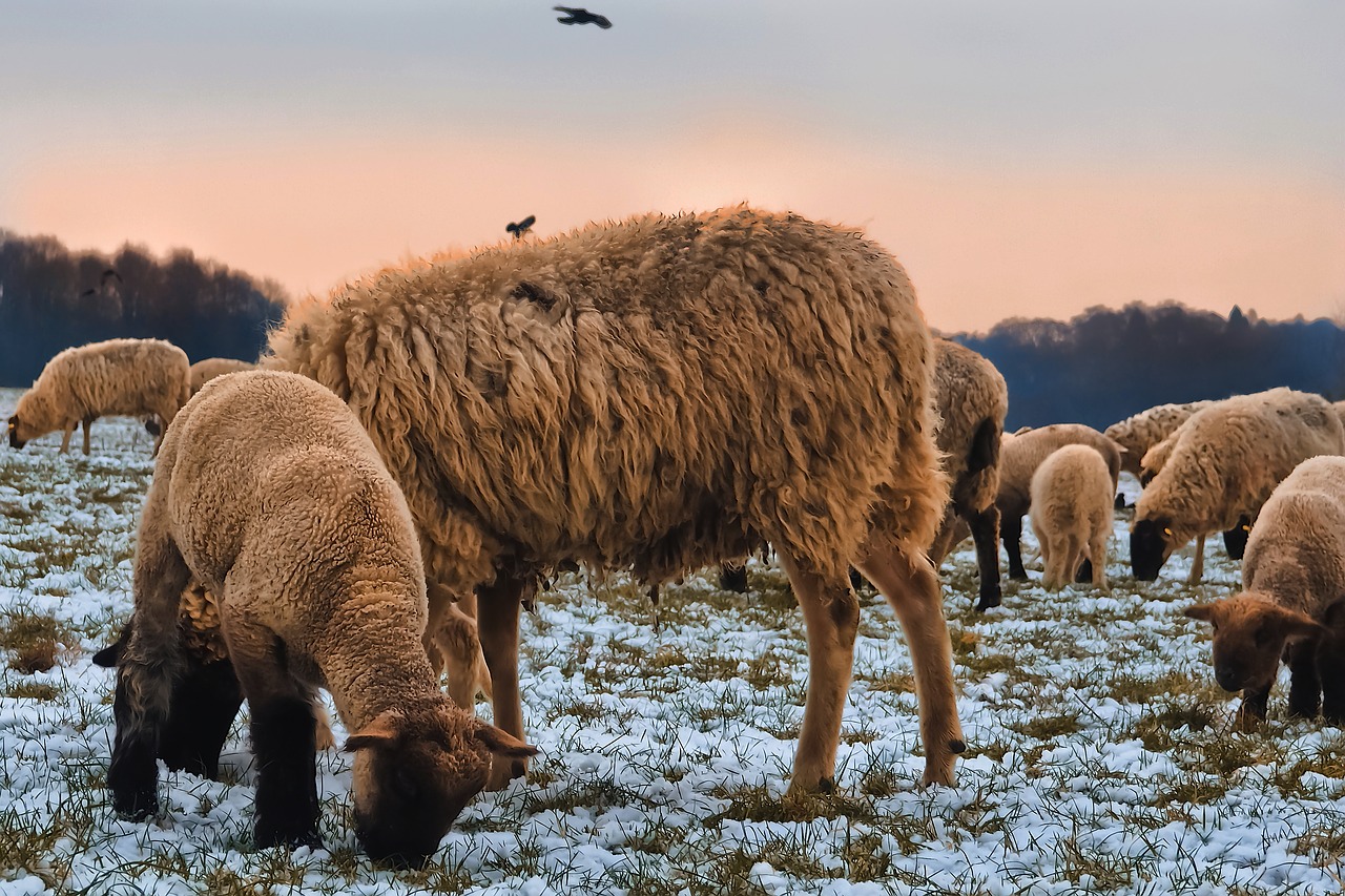 sheep  animals  lamb free photo