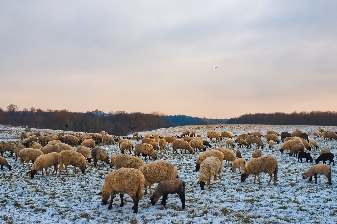 sheep  animals  lamb free photo