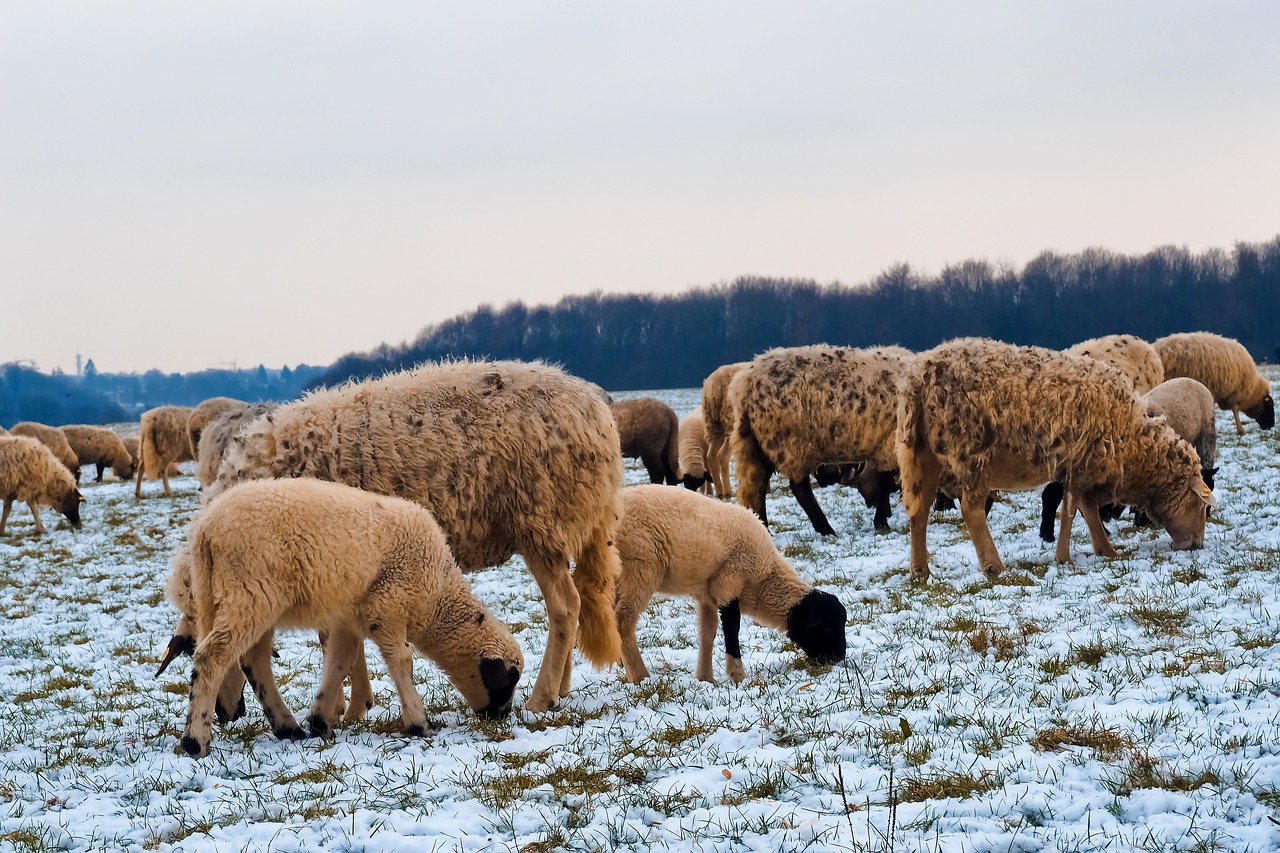 sheep  animals  lamb free photo