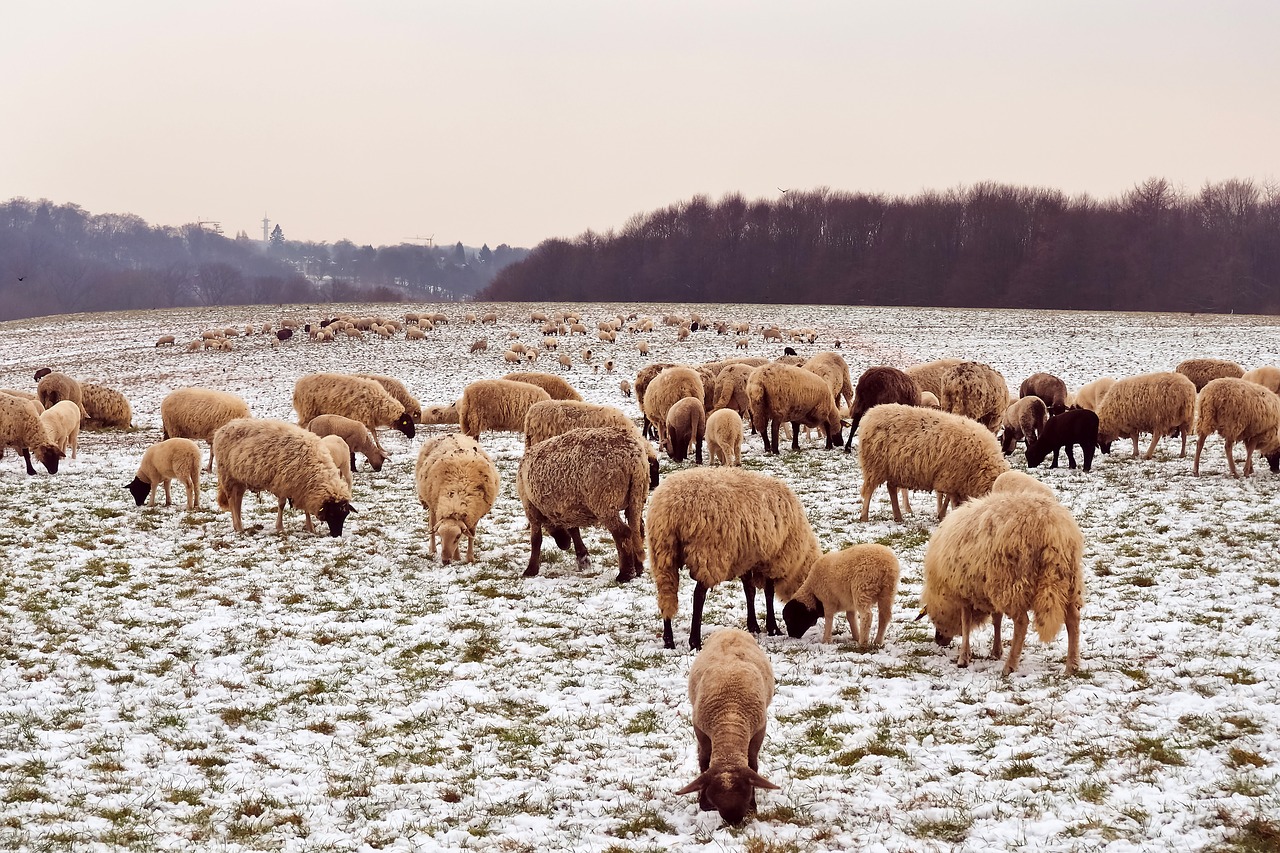 sheep  animals  lamb free photo