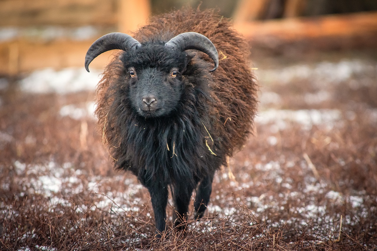 sheep  dwarf sheep  wool free photo