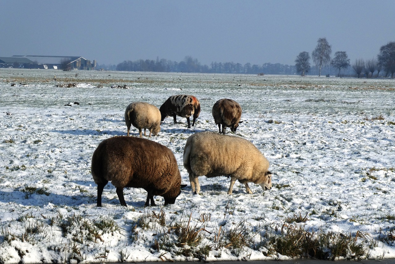 sheep  pasture  winter free photo