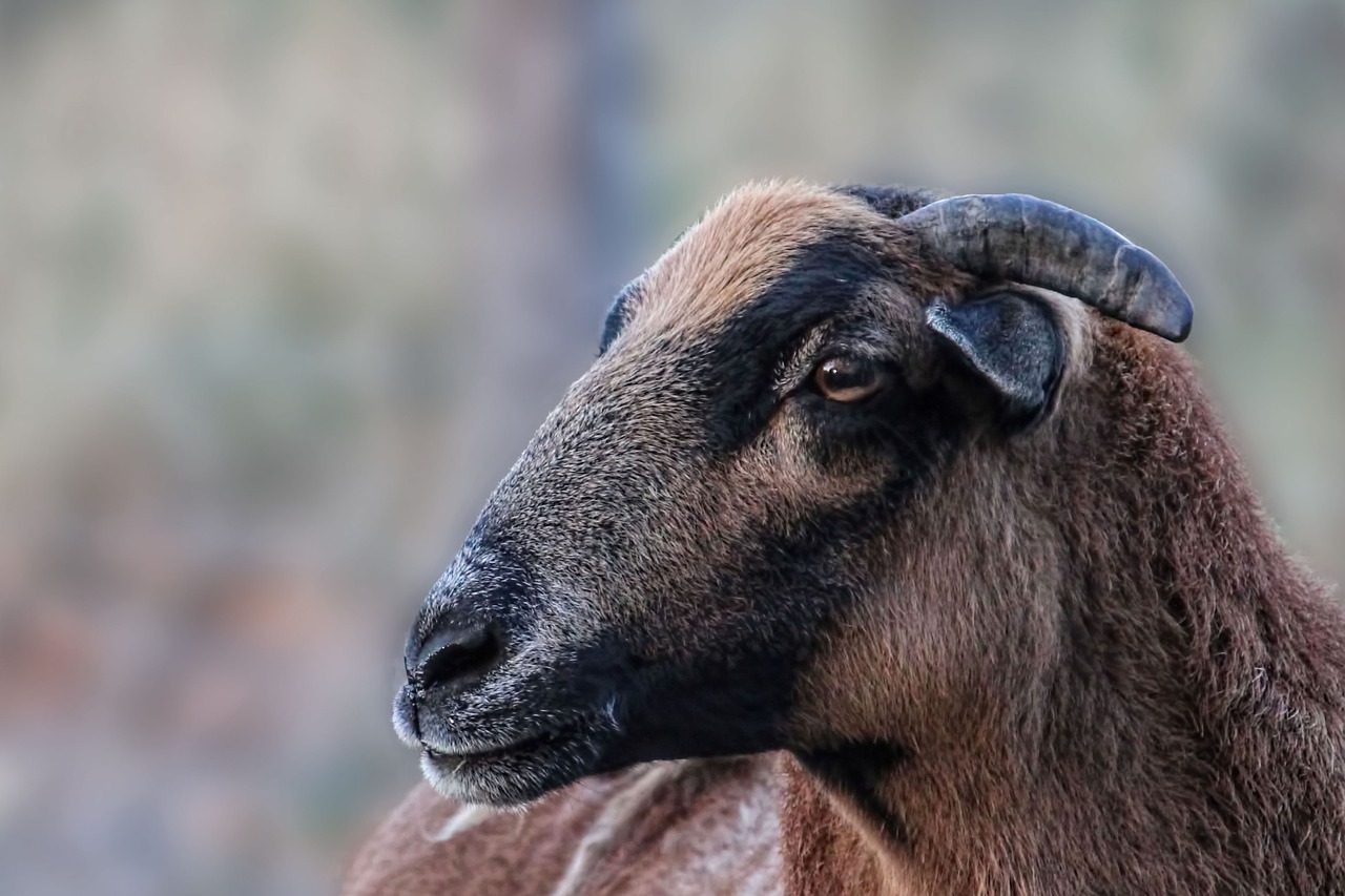 sheep  cameroon sheep  bock free photo