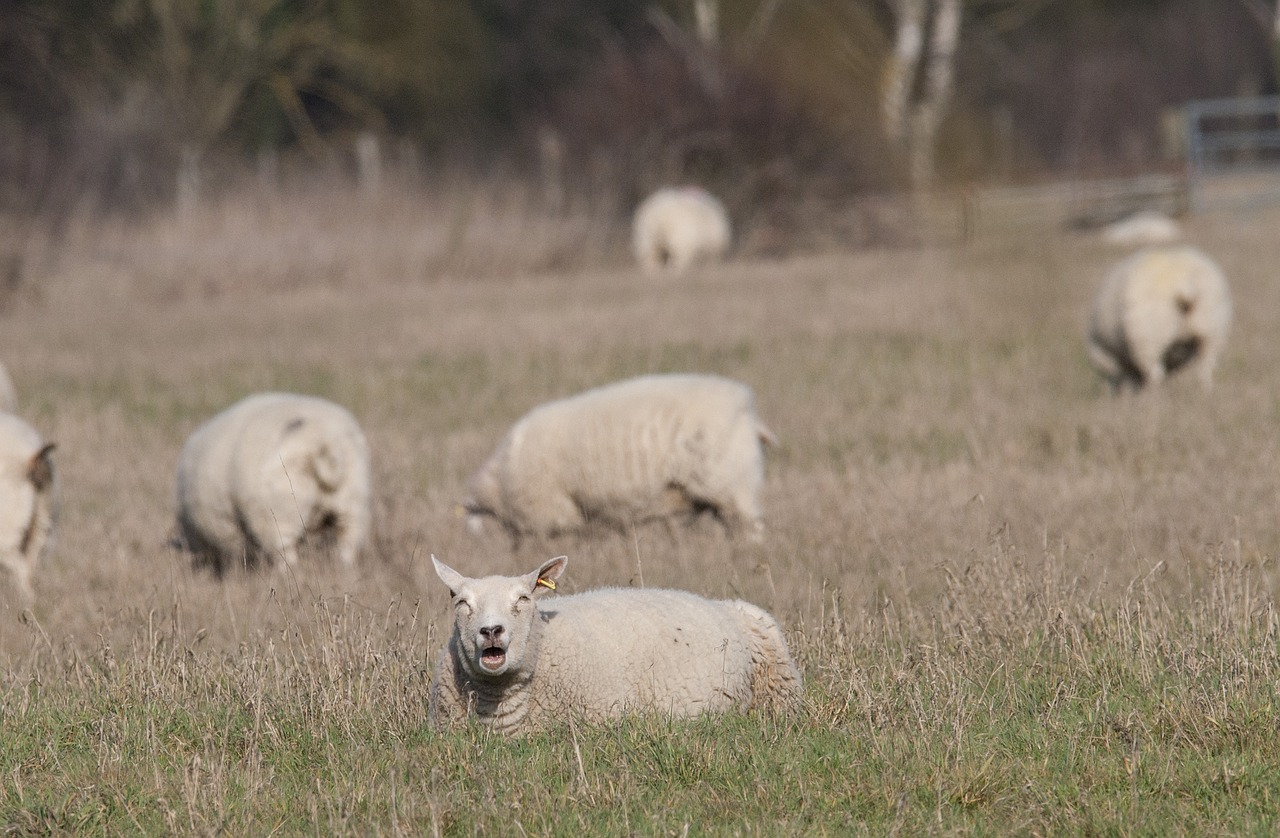 sheep  sheep sun bathing  mammal free photo