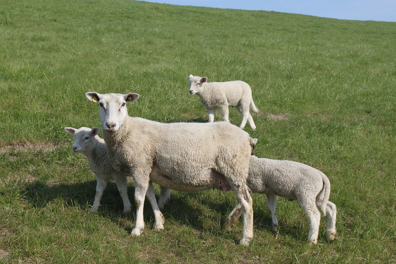 sheep dyke lamb animal free photo