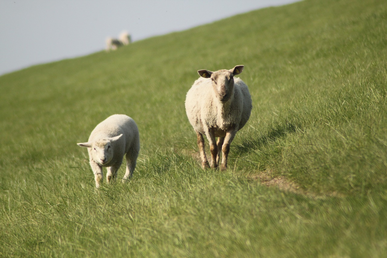 sheep dyke lamb animal free photo