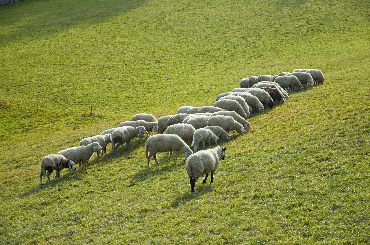 sheep  flock  animals free photo