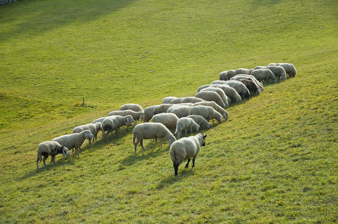 sheep-flock-animals-pasture-alm-free-image-from-needpix