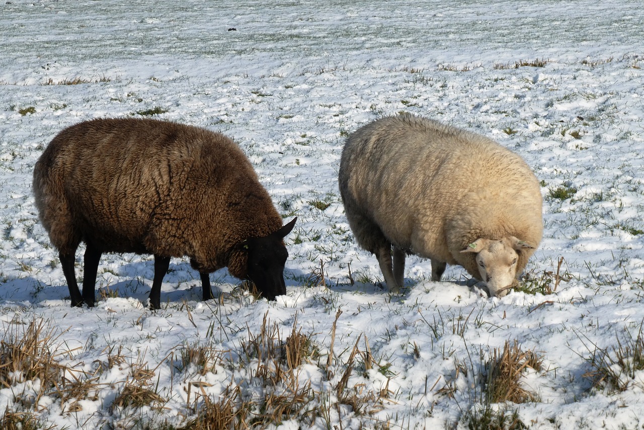 sheep  winter  pasture free photo