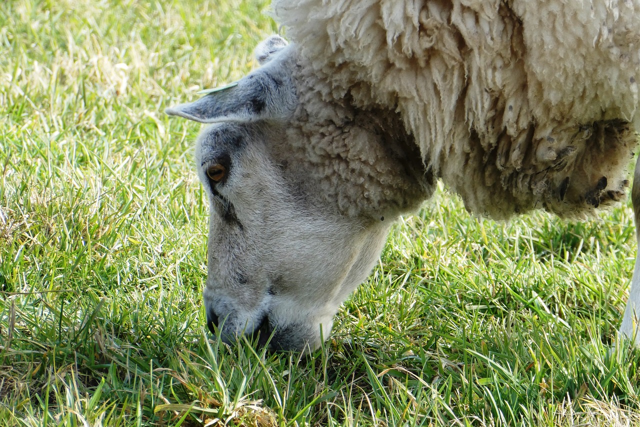 sheep  whey  grass free photo