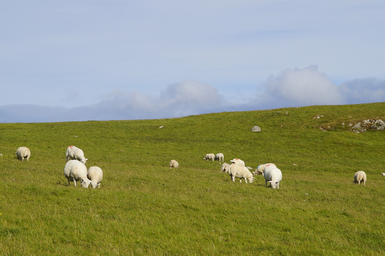 sheep  graze  sheep pasture free photo