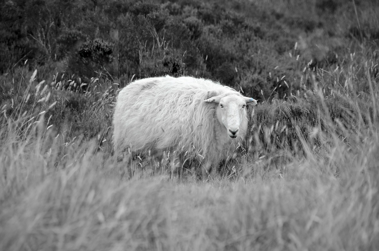 sheep grass field free photo