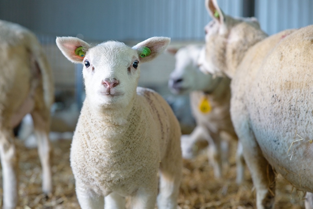 sheep  lamb  newborn free photo