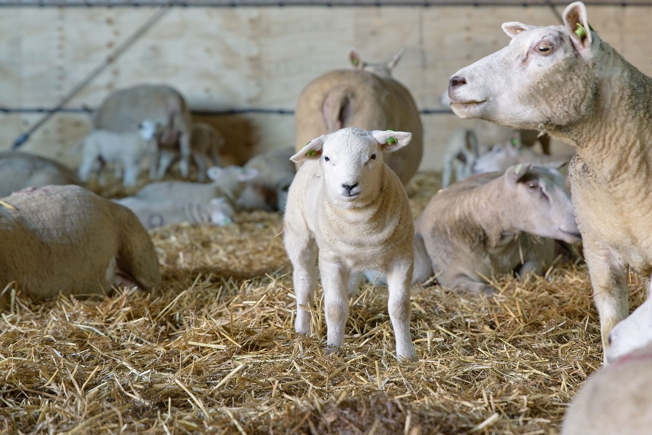 sheep  lamb  newborn free photo