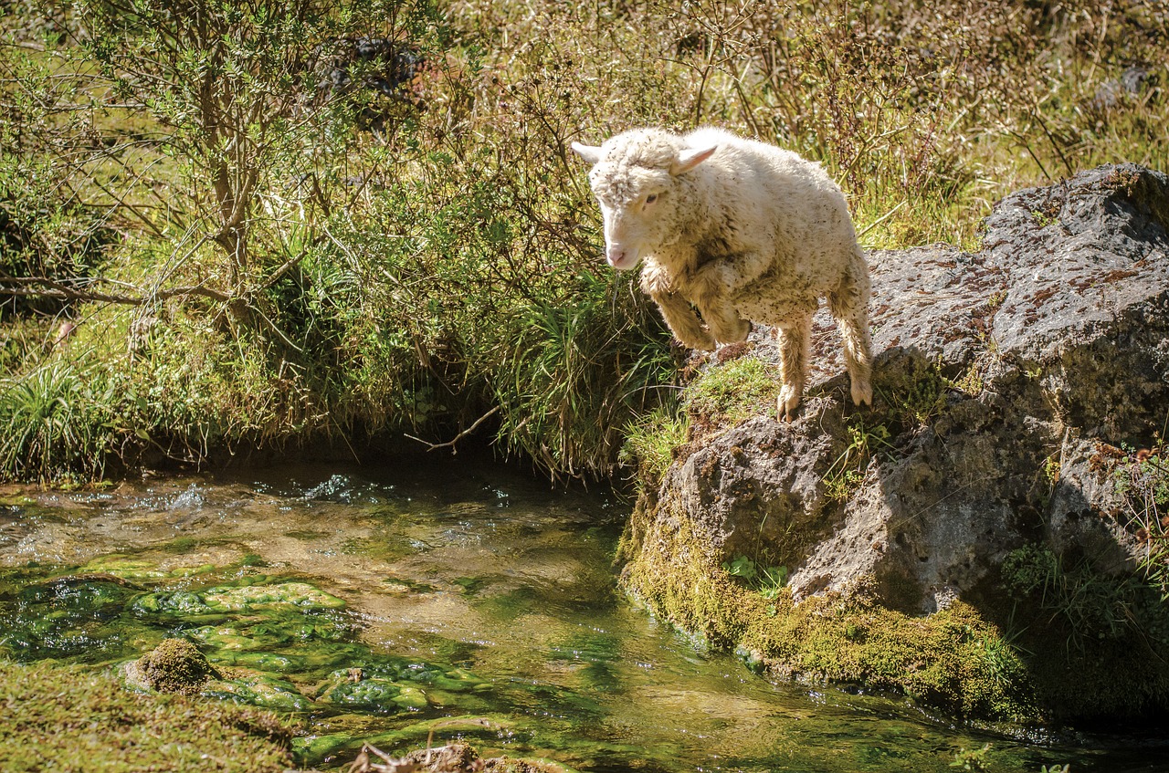 sheep  jump  creek free photo