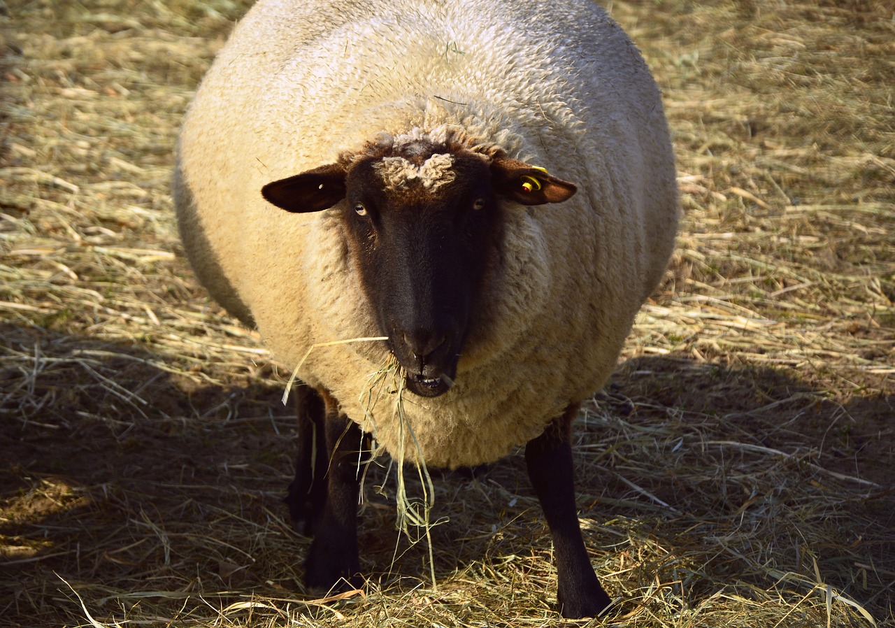 sheep  animal  livestock free photo