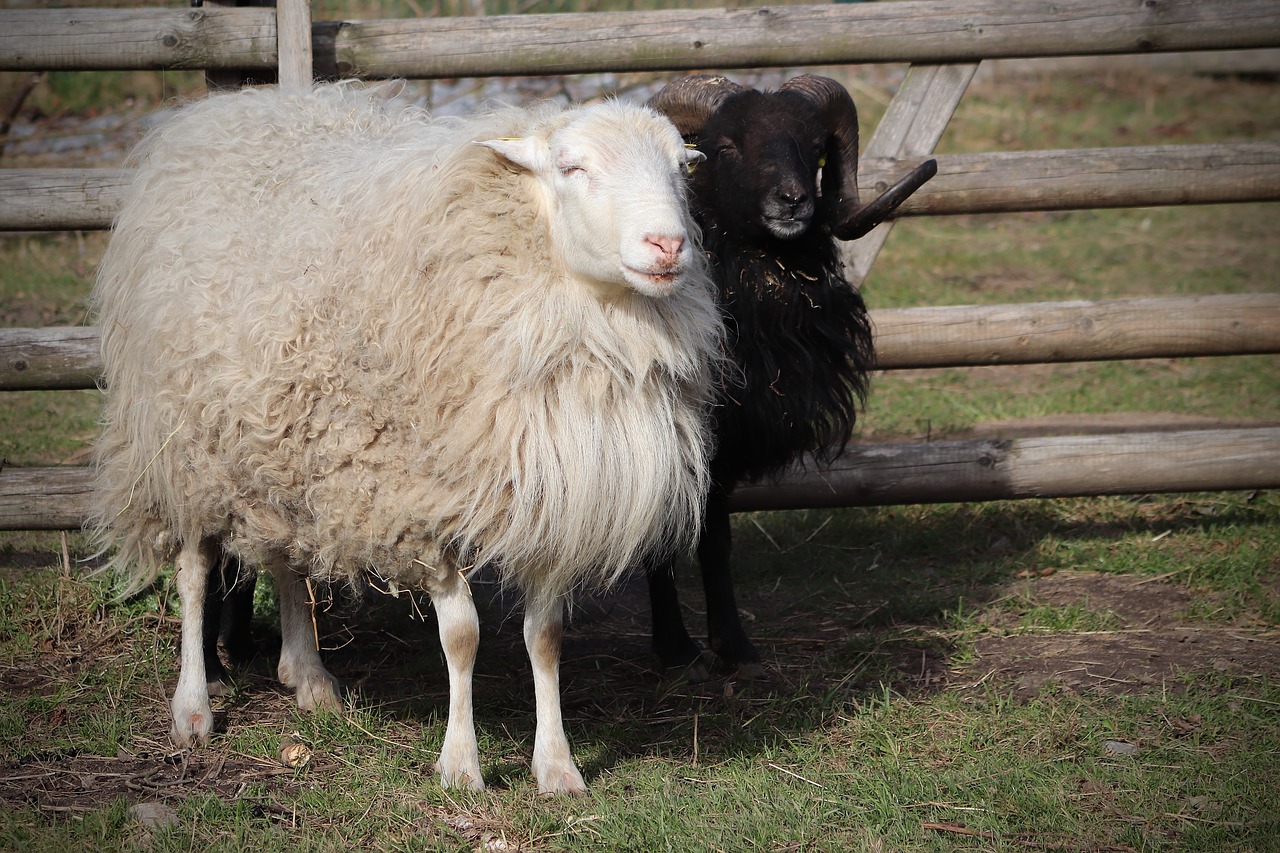 sheep  pet  livestock free photo