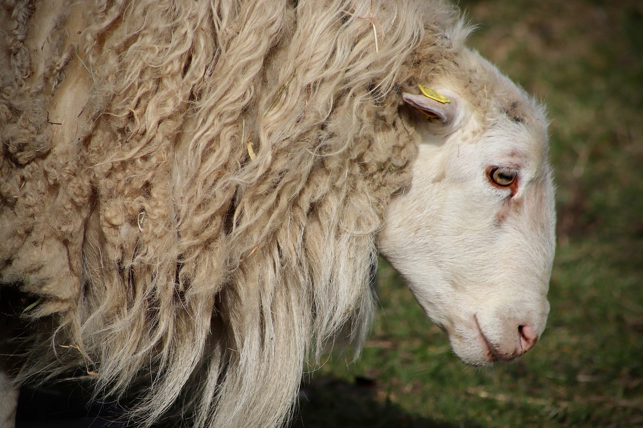 sheep  pet  livestock free photo