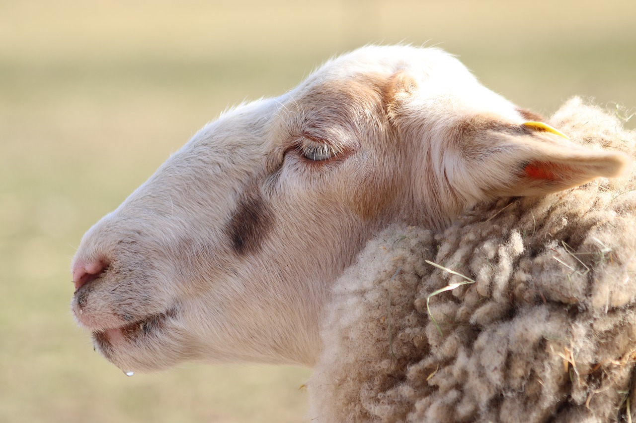 sheep  pet  livestock free photo