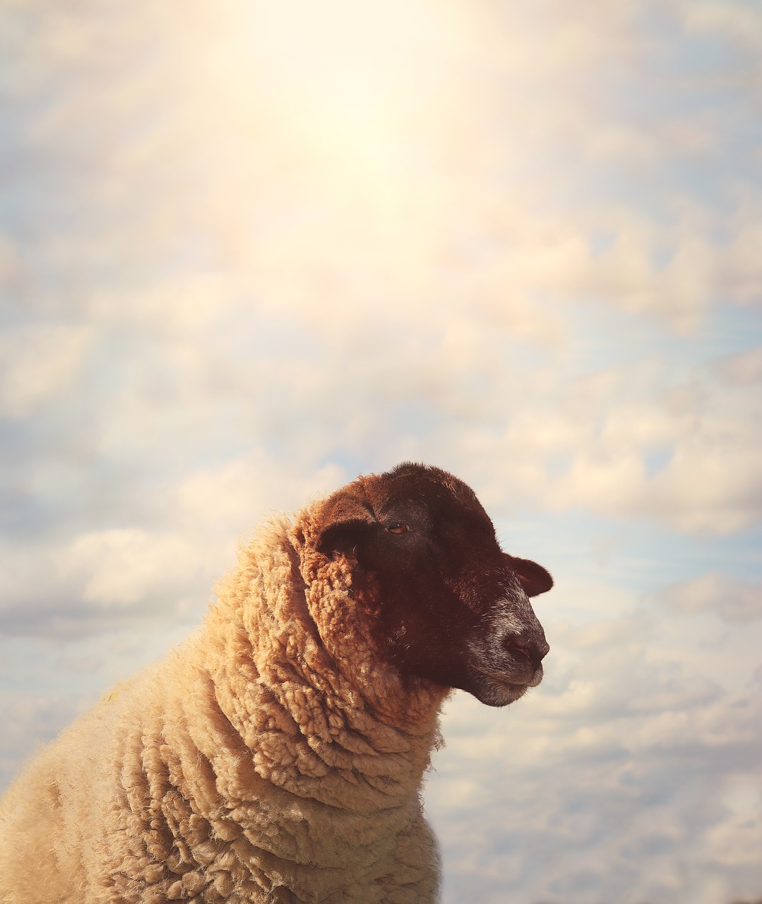 sheep  animal  sky free photo