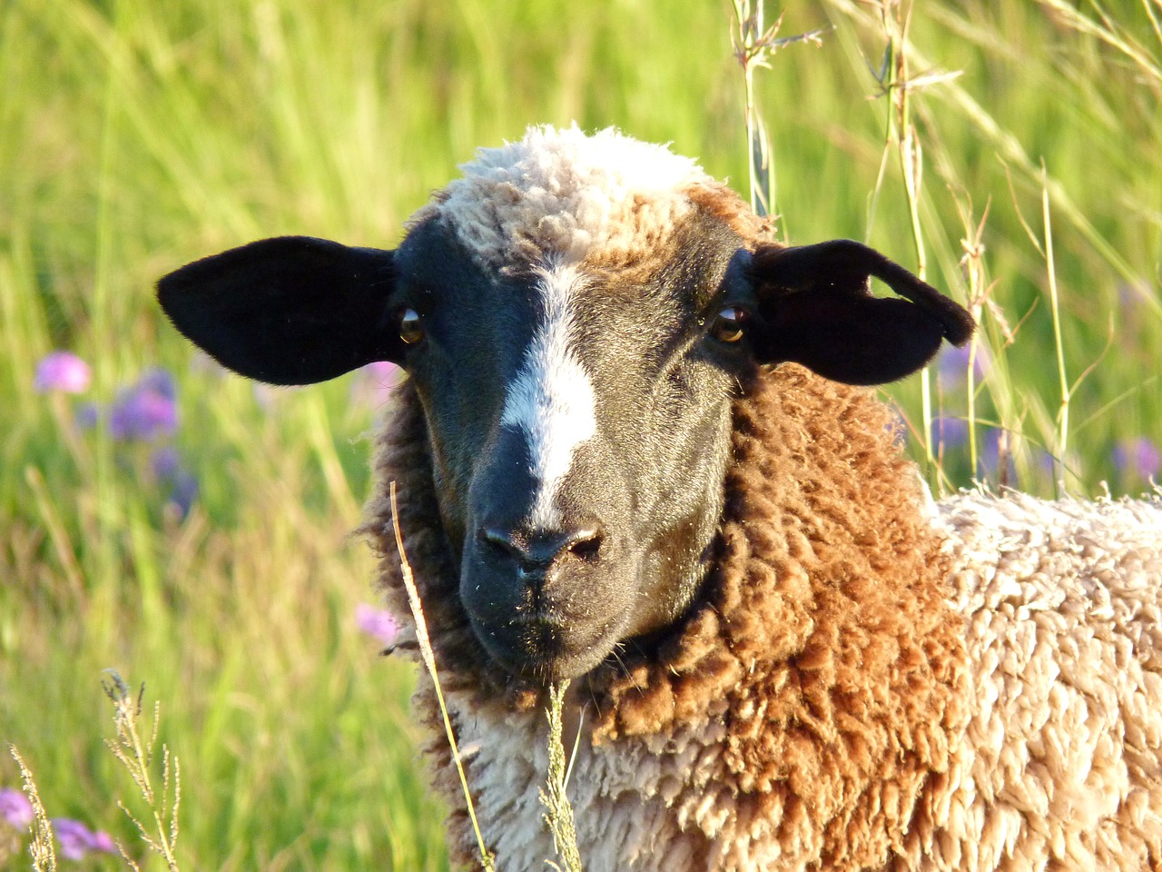 sheep  ear  hole in the ear free photo