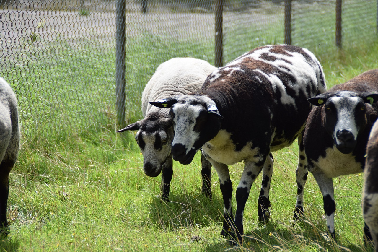 sheep  lamb  farm free photo